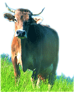 Oberstdorfer Kuh